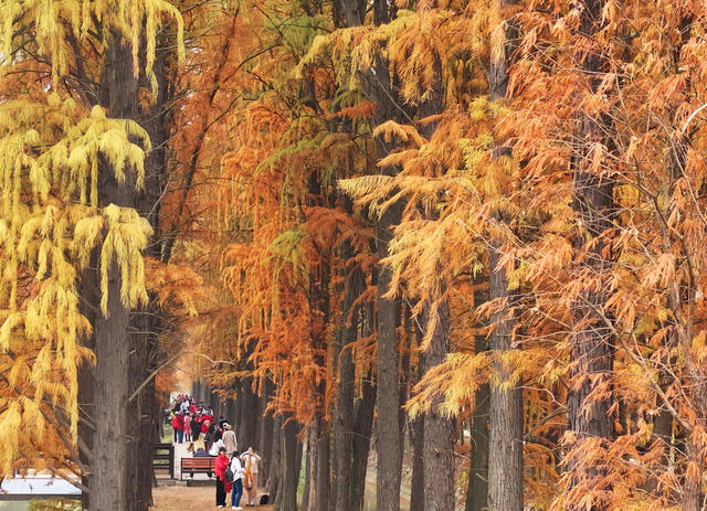 水杉  染金 冬日 美景 