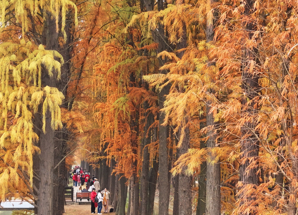 水杉  染金 冬日 美景 