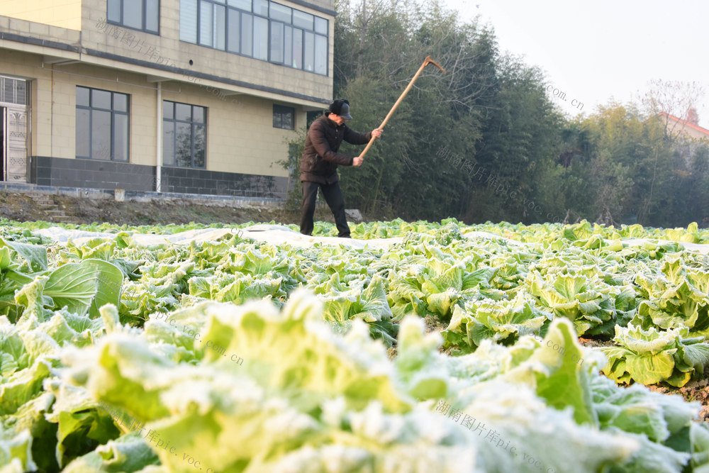 二十四节气  冬至  蔬菜种植  霜 
 菜农  菜畦