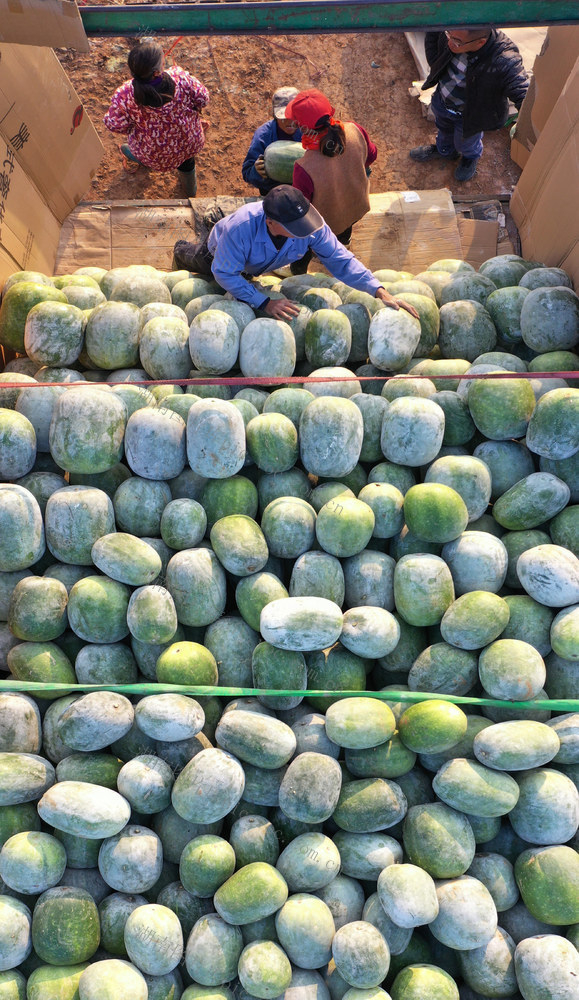 嘉禾：冬瓜外销助增收