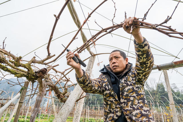 吉首市河溪镇张排村  冬至将至精心管护葡萄  为来年葡萄增产增收打牢基础