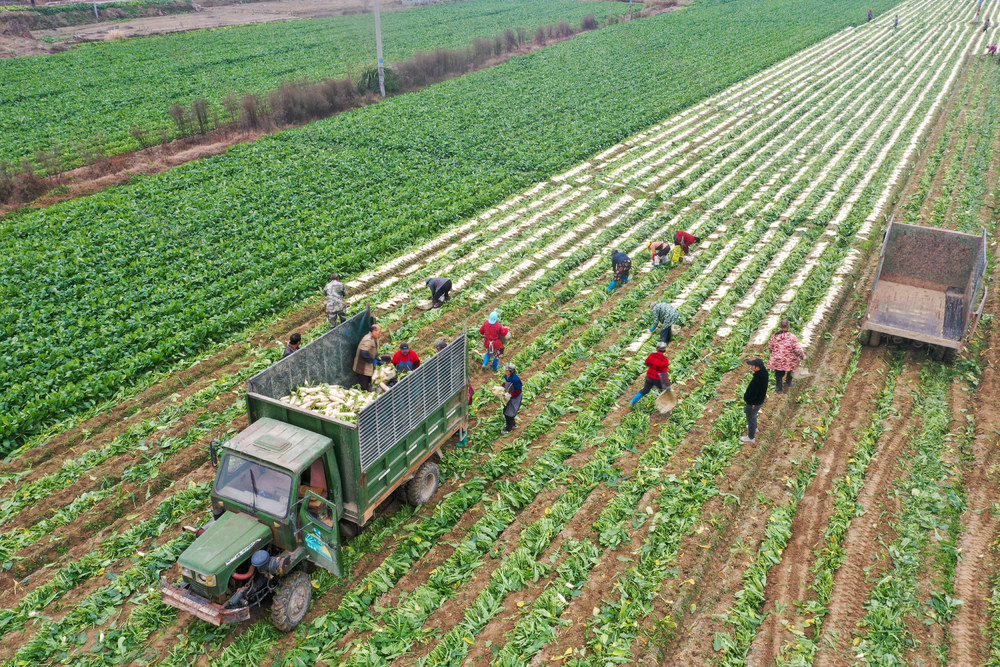 白萝卜 丰收 湖南衡阳 衡阳县