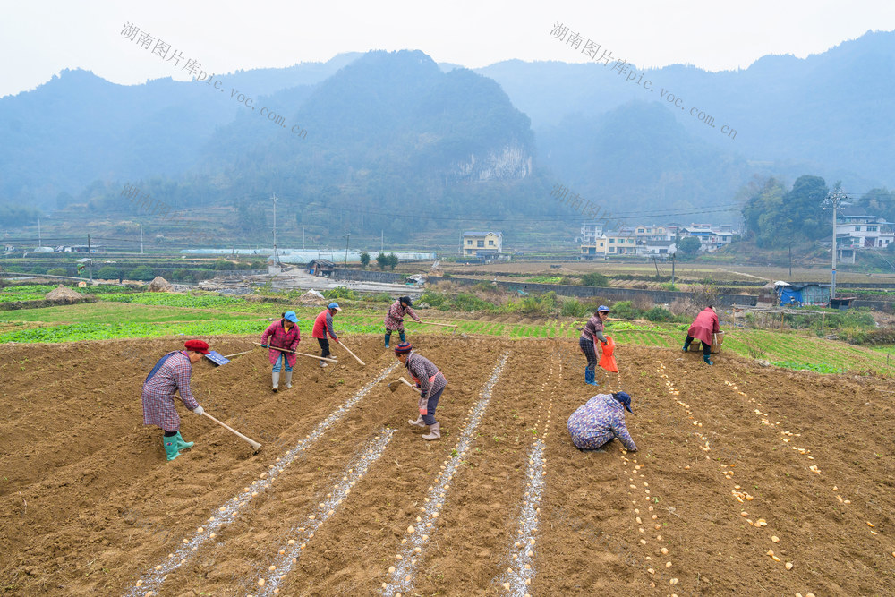 冬至农忙   村民们播种马铃薯  冬种春收田不闲  农田增效农民增收
