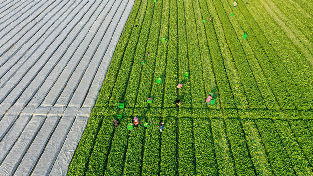 湖南新田：供澳蔬菜采摘忙