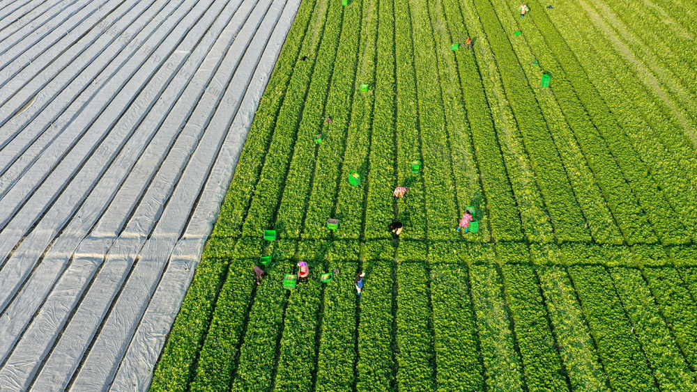 湖南新田：供澳蔬菜采摘忙