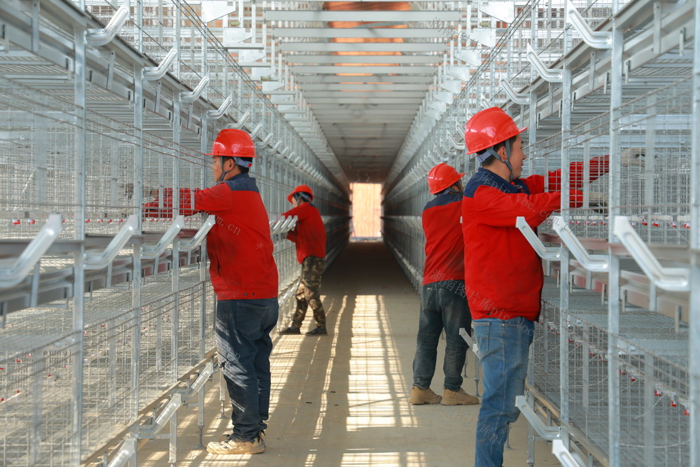 乡村振兴 现代化农业 产业兴旺 蛋鸡产业 项目建设