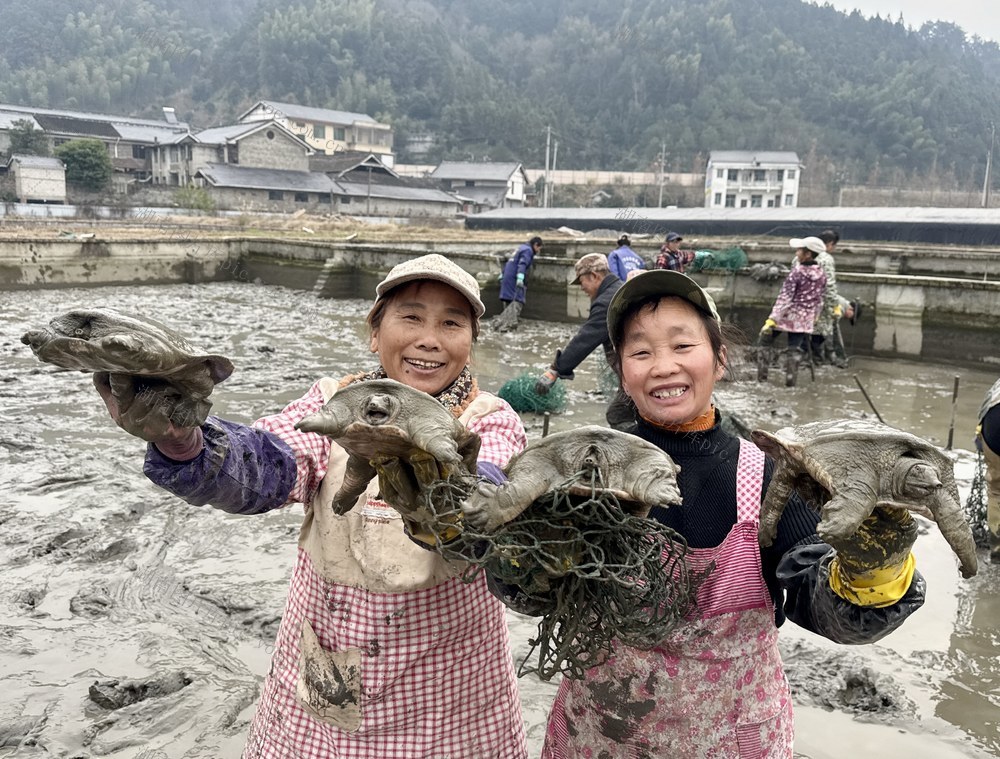 通道  生态甲鱼走俏市场
