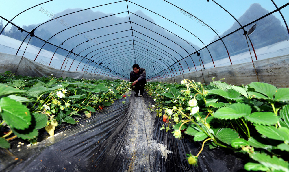 冬至 农事 农民 忙碌