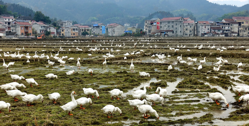 冬田不闲 白鹅生钱