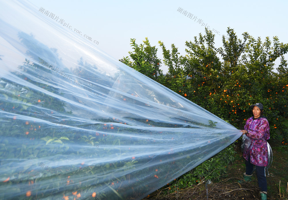 嘉禾：果树穿“冬衣”  防冻保增收