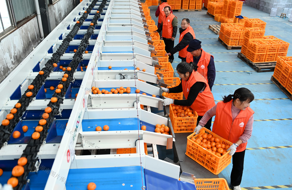 外贸出口 柑橘 选果 水果 农产品 海外市场  加工 商业 市场 经济