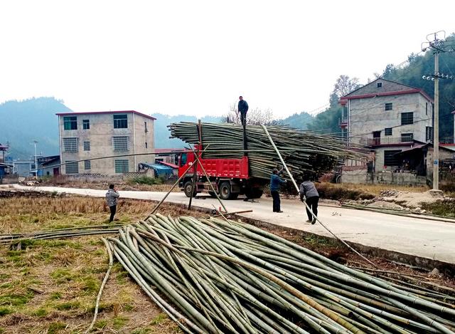 楠竹   创收 装车