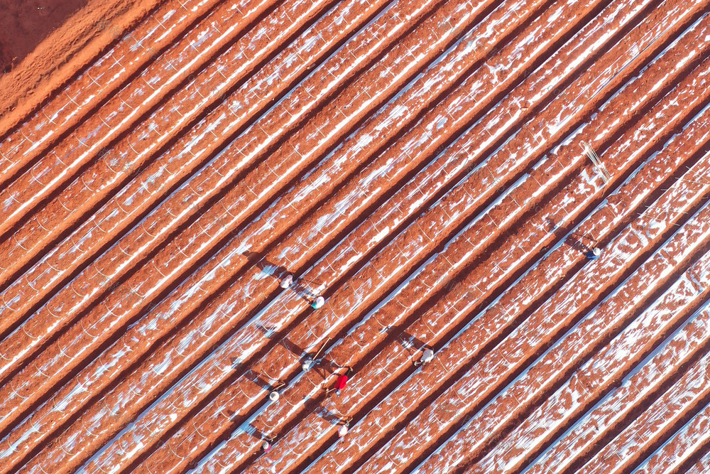 嘉禾：订单农业  助民增收