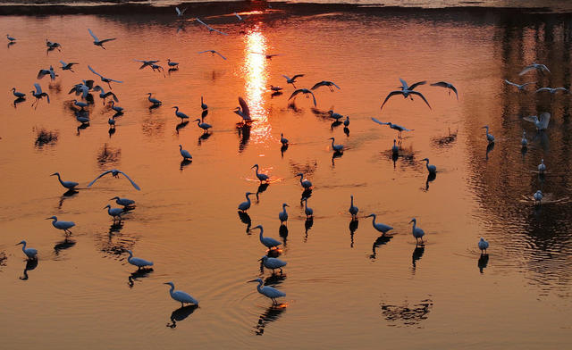 白鹭 夕阳 冬日 美景