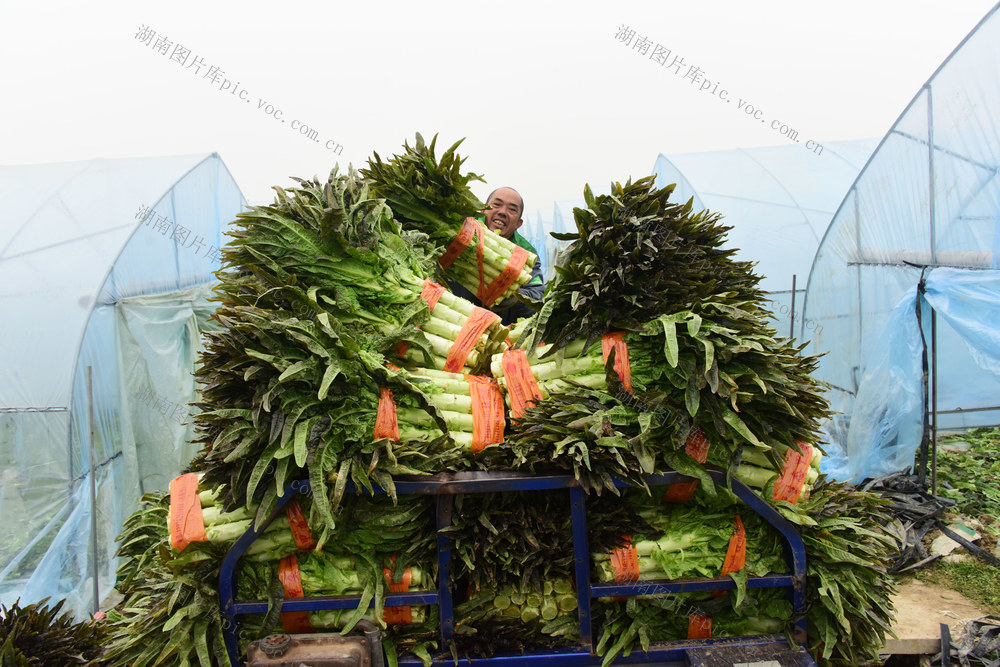 粤港澳大湾区  菜篮子  生产基地 
 专业合作社  大棚辣椒  大棚莴笋