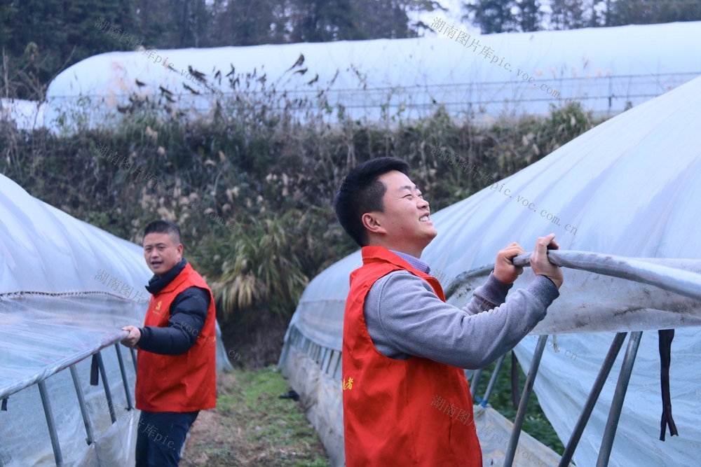 党员 助农 干部 乡村振兴 寒潮 天气 极端天气  雨雪 冰冻 蔬菜 大棚 冬季 