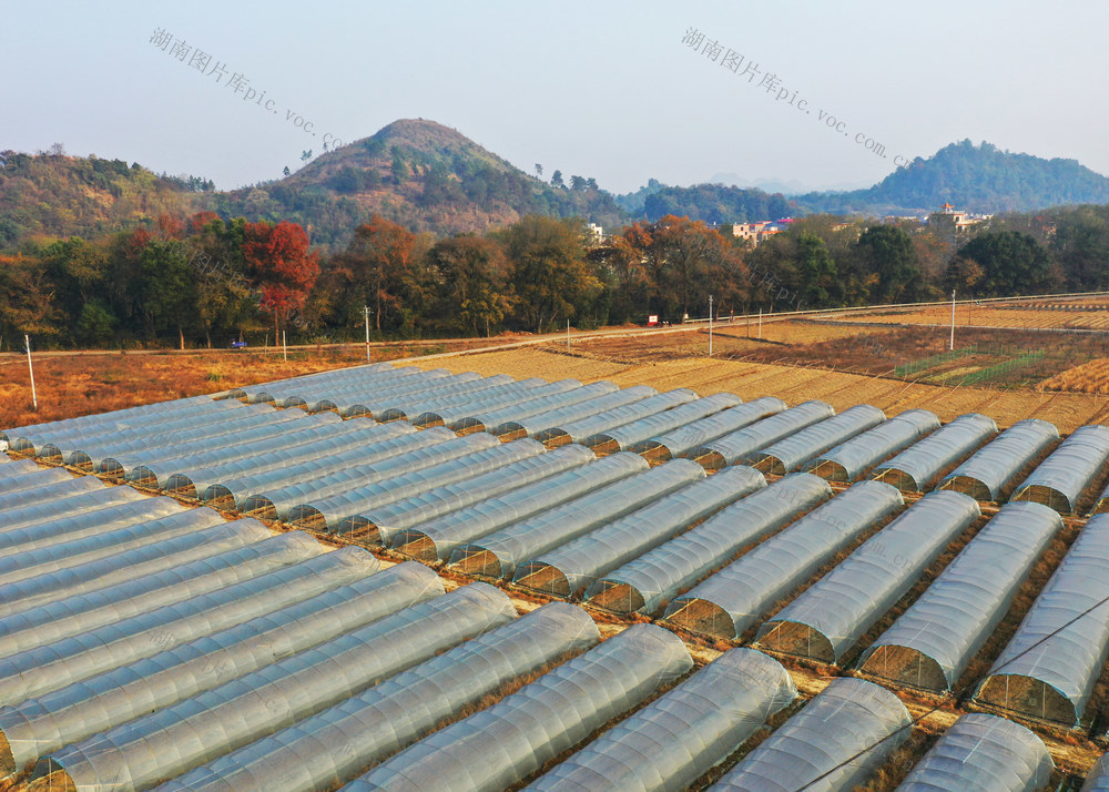 蓝山：产业大棚助增收