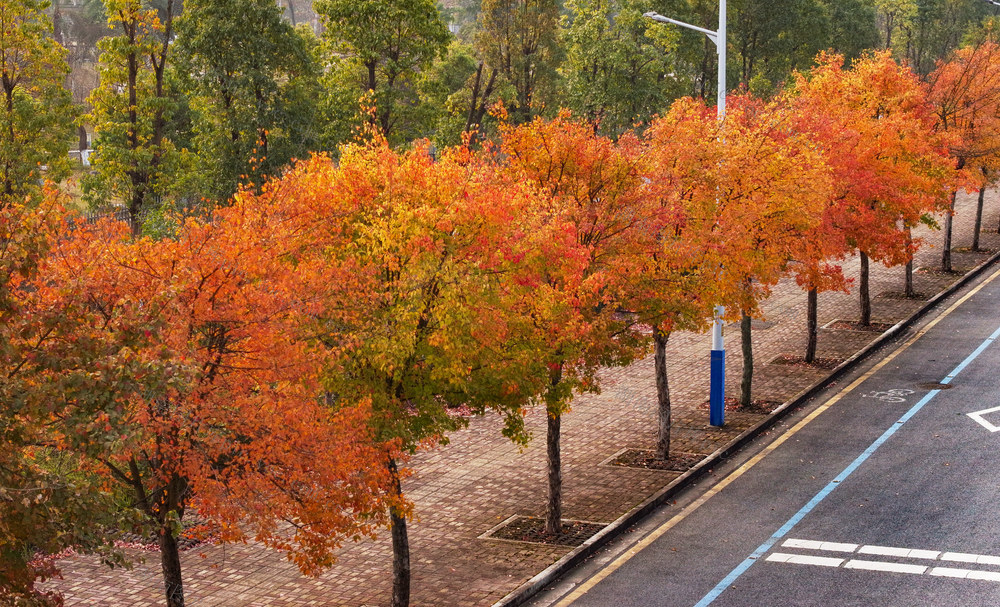 湖南 郴州  烟厂路  红枫绚丽 
 人行道  道路  红枫  随风摇曳 
 一路一景    观赏树  风景线 