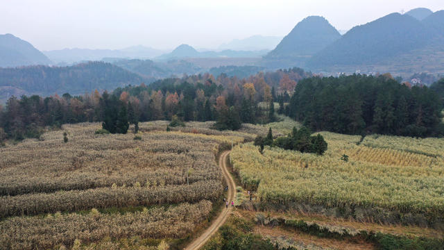 乡村振兴　产业　黄年养殖　牧草种植
