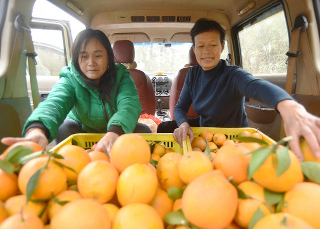 嘉禾：脐橙丰收