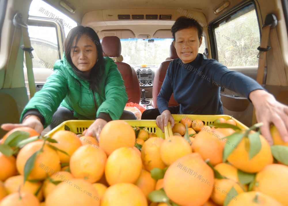 嘉禾：脐橙丰收