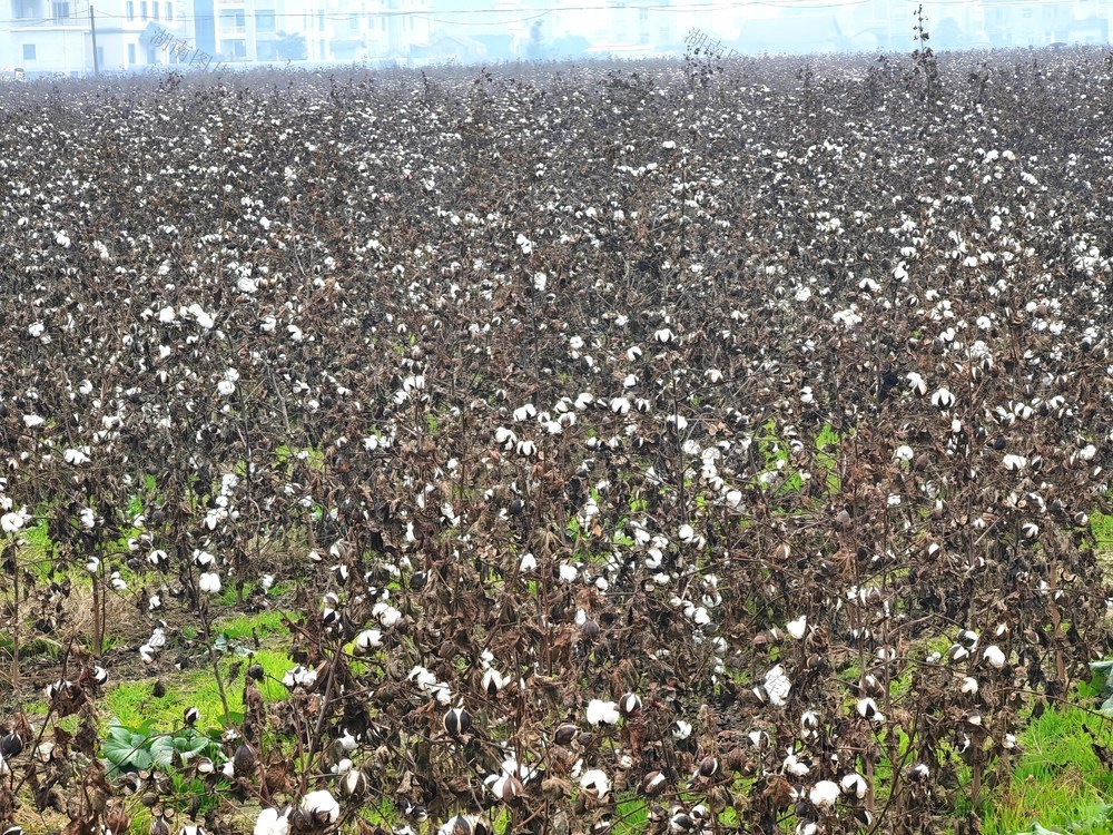 棉花 丰收 桃源 木塘垸