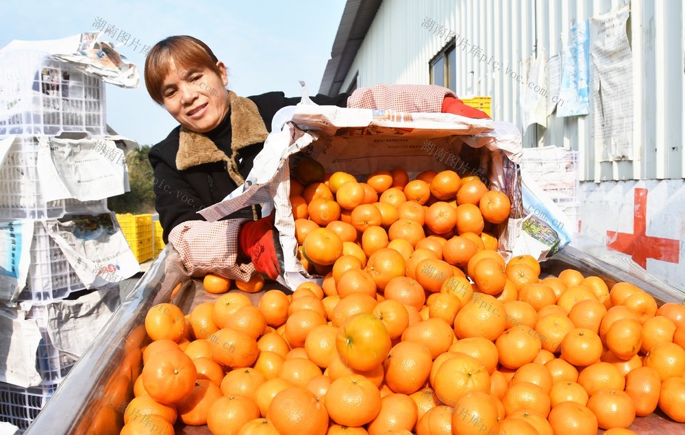  沃柑出口销售忙