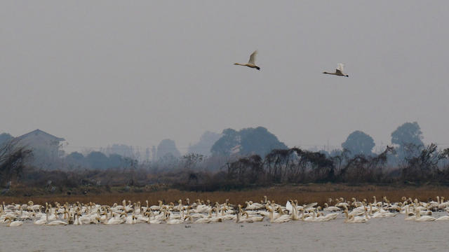 候鸟，东古湖