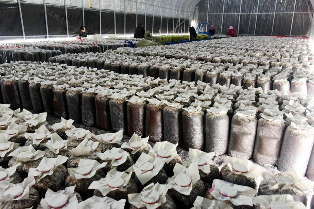 经济  乡村振兴  集体资源  闲置校园  蘑菇种植  脱贫户务工  智能化

