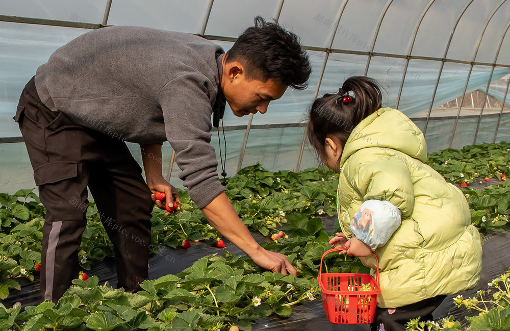 草莓香甜   引客来