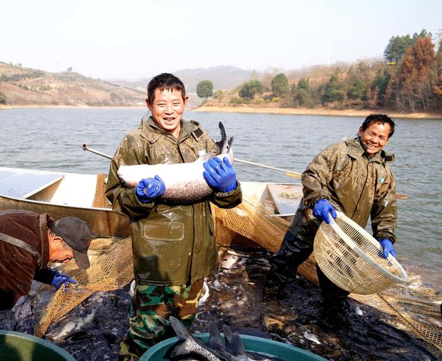 开渔  拉网  捕鱼  生态园  活动   养殖  