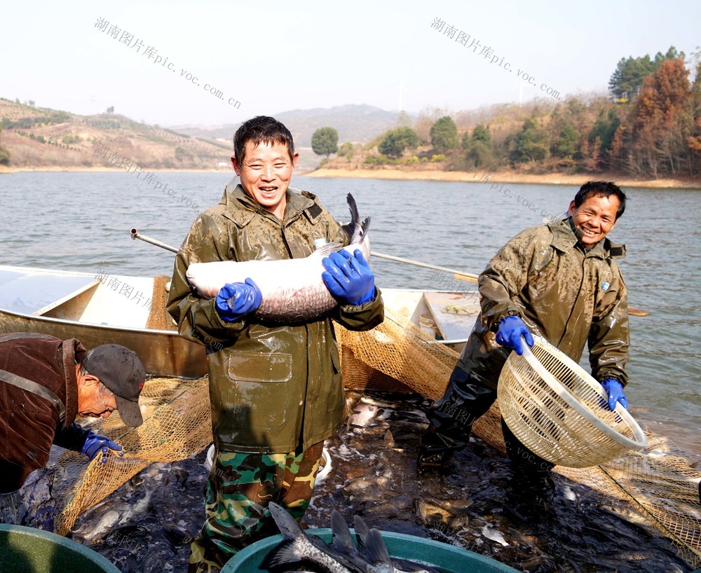 开渔  拉网  捕鱼  生态园  活动   养殖  