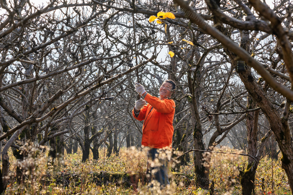 靖州，农管,,冬季,,果木,,果农,,劳作