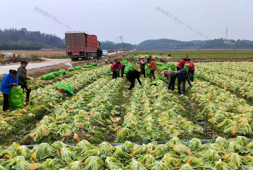 芥菜大丰收     直销粤港澳