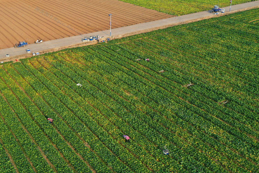 嘉禾：采收蔬菜保供应