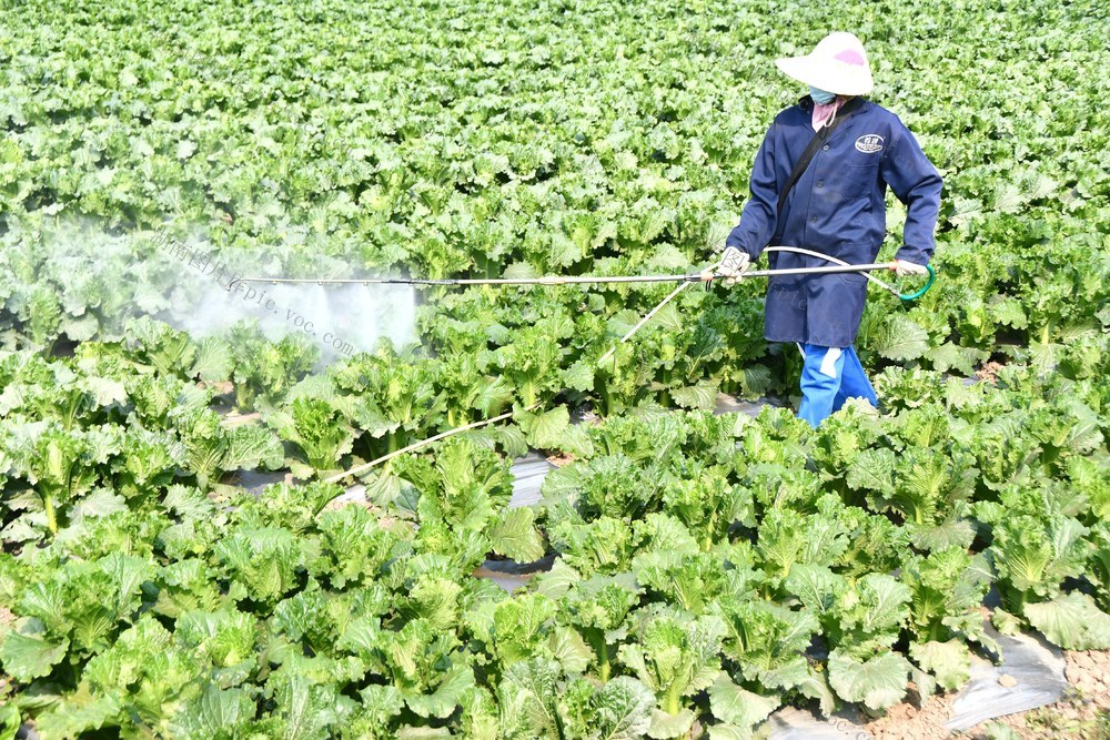 管护蔬菜供港澳
