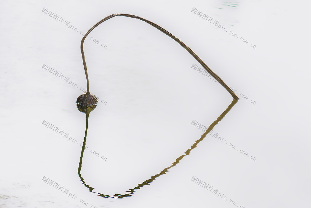 残荷  冬景  生态 