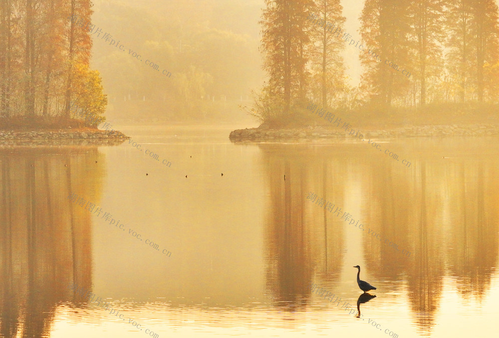 冬日 白鹭 光影 风景