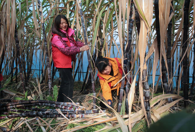 湖南桂东 元旦 劳力紧 志愿者 帮忙 “福荣农场” 甘蔗