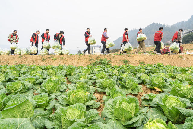 吉首大学医学院师生  “助力订单农业、赋能乡村振兴”志愿者服务队  “助农+研学”帮助农民抢抓时间收白菜