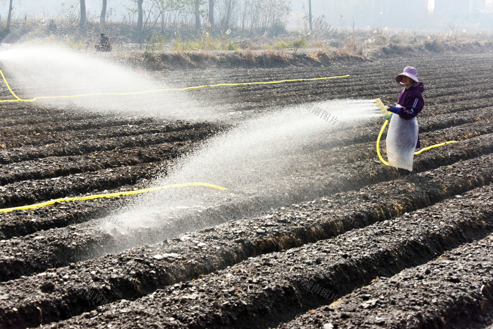 种植业  药材种植  元胡  抗旱接生  禾苗基础
