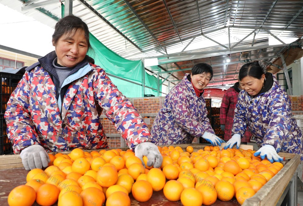 柑橘加工助农家门口就业