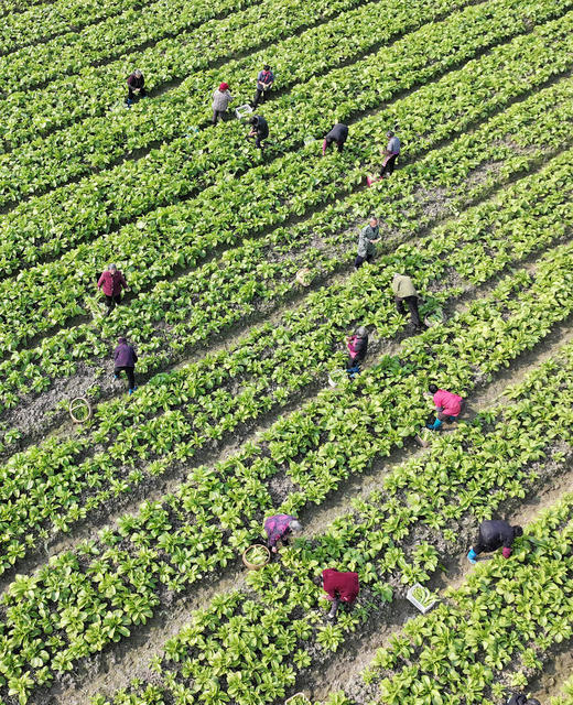 蔬菜 供应大湾区