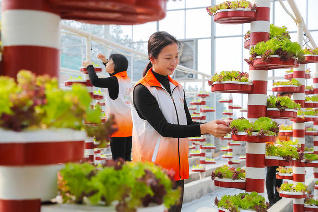 数字蔬菜  智慧大棚  管护  农事  