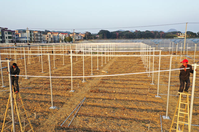 嘉禾：搭建大棚  扩大生产