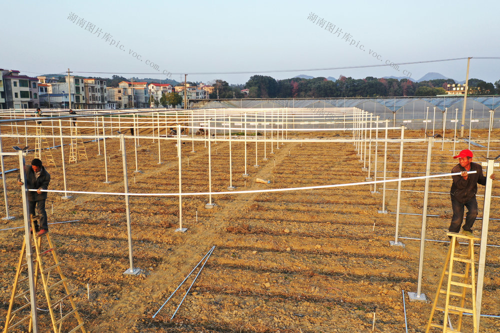 嘉禾：搭建大棚  扩大生产