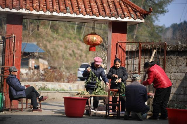 盐菜 产业 大头菜 制作 特色
