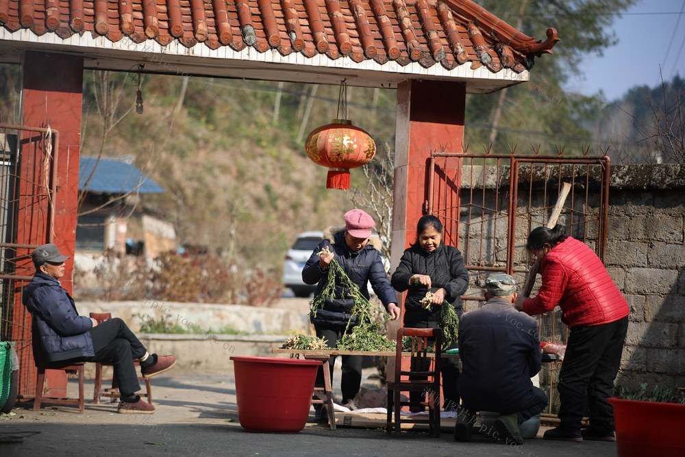 盐菜 产业 大头菜 制作 特色