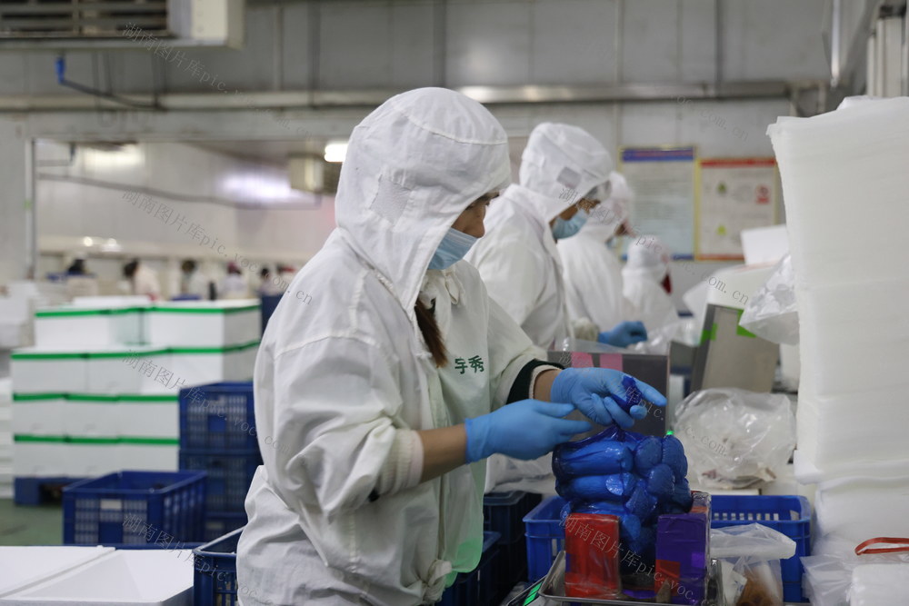 出口订单火热 乡村振兴 农业 杏鲍菇种植 粤港澳大湾区蔬菜供应