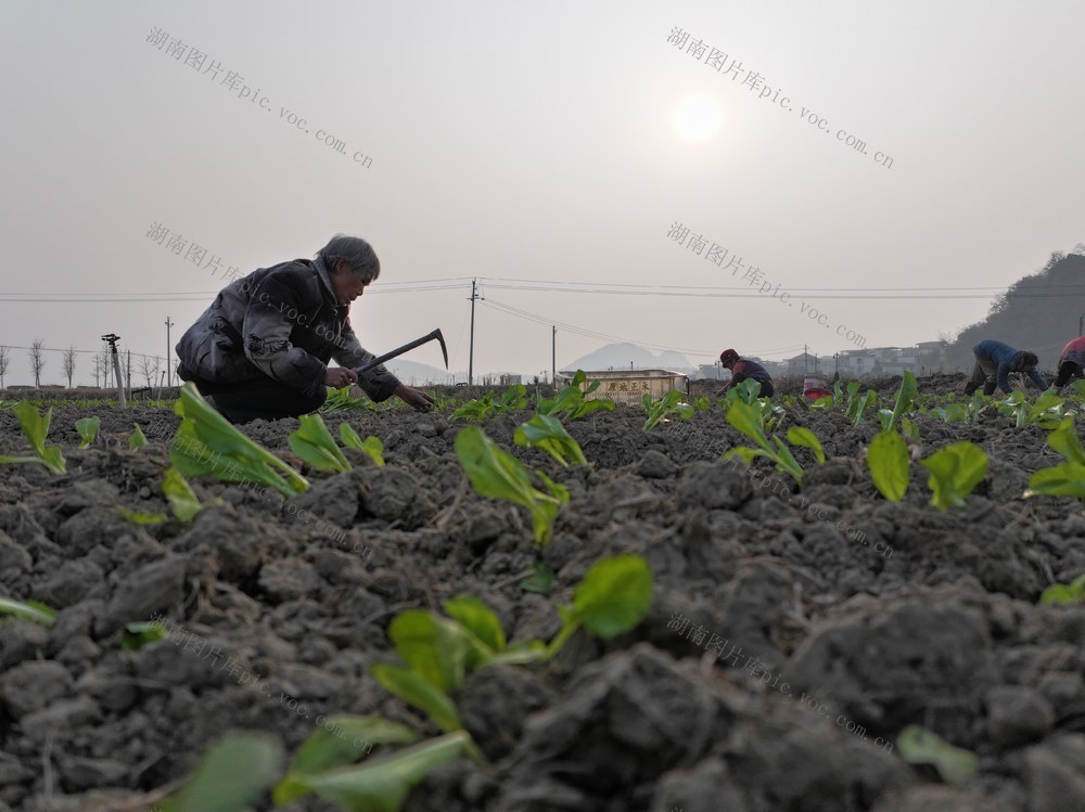 小寒  二十四节气  农事  农业生产  蔬菜种植  蔬菜采收 冬种